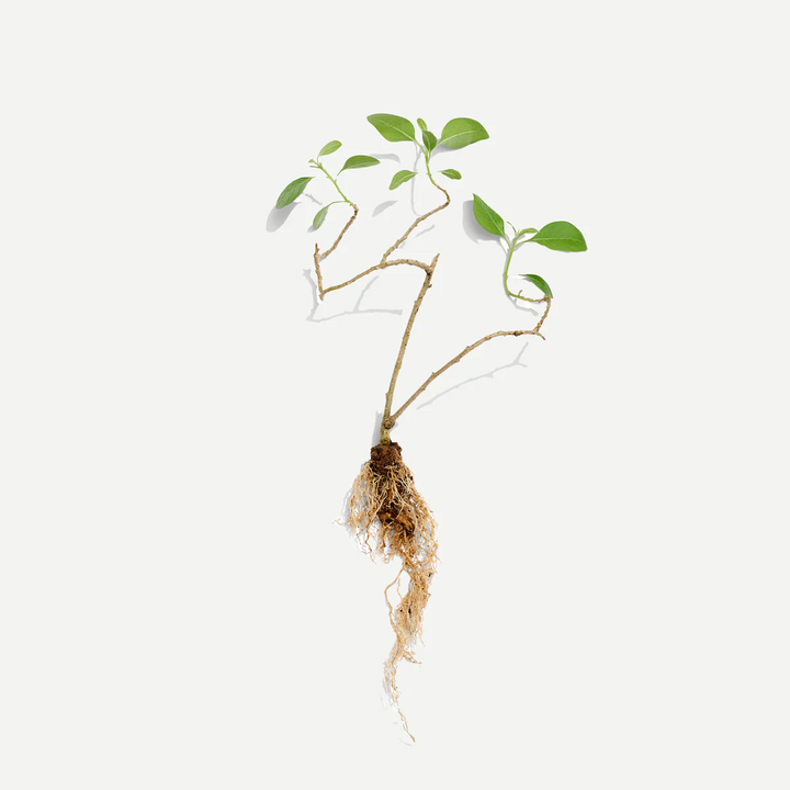 Female Tonic - 20 Pyramid bags - Slowood