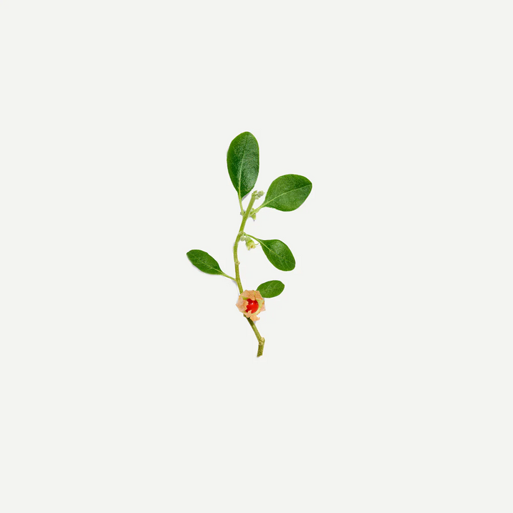 Female Tonic - 20 Pyramid bags - Slowood