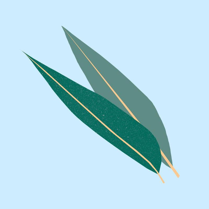 Organic Eucalyptus Essential Oil 12ml - Slowood