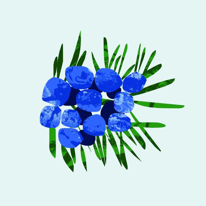 Juniper Berries Essential Oil 12ml - Slowood