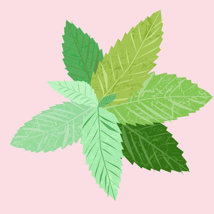 Organic Peppermint Essential Oil 12ml - Slowood
