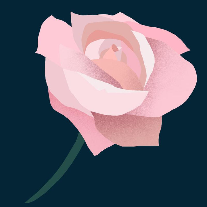 Rose Absolute (20% In Jojoba Oil) 5ml - Slowood