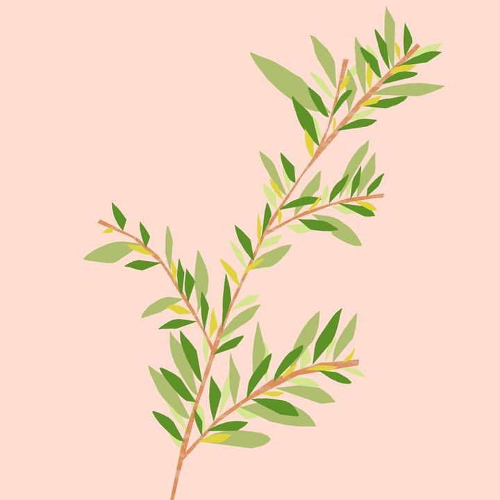 Tea Tree Essential Oil 12ml - Slowood