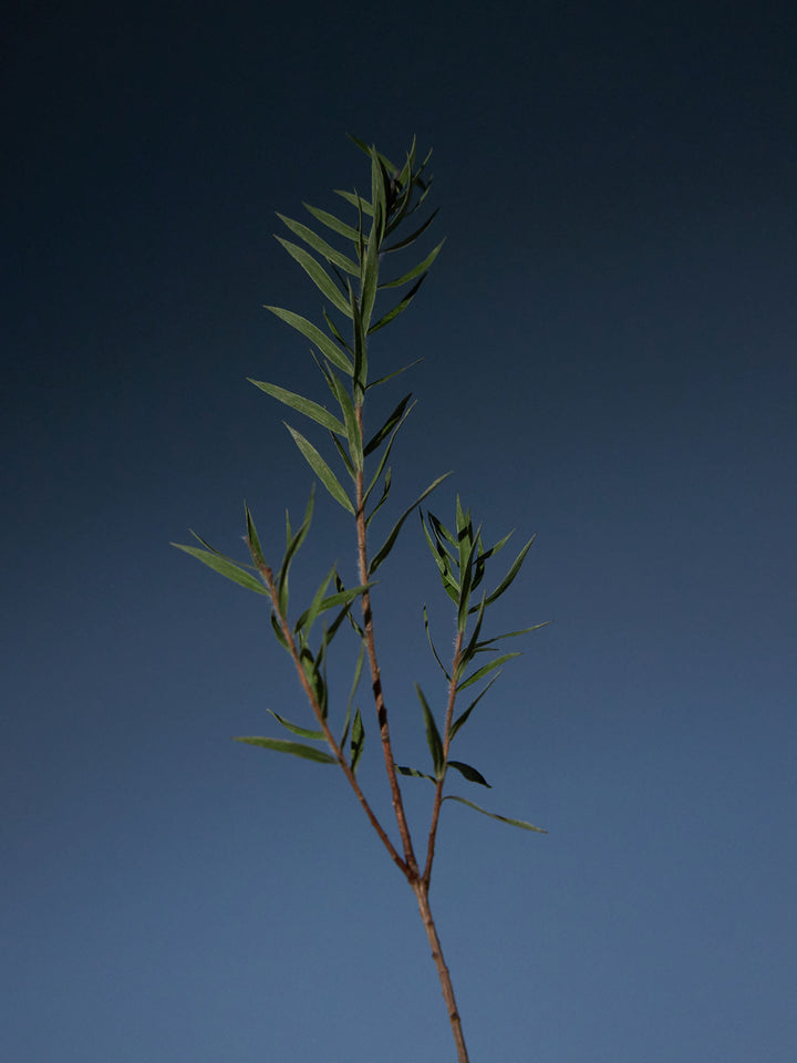 Tea Tree Purifying Tonic