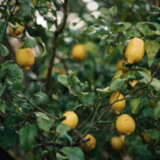 Potato Chips - Lemon & Pepper 125g