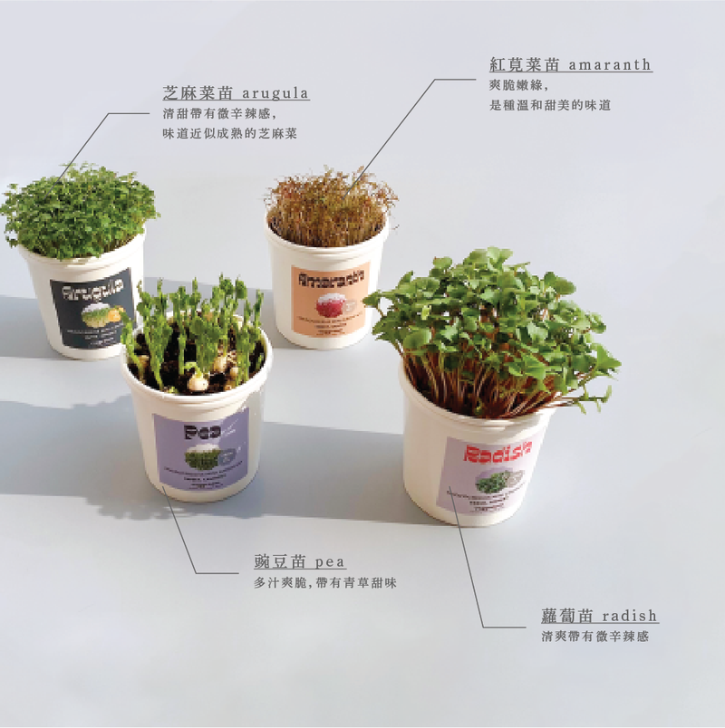 Microgreens Grow Cup Pea