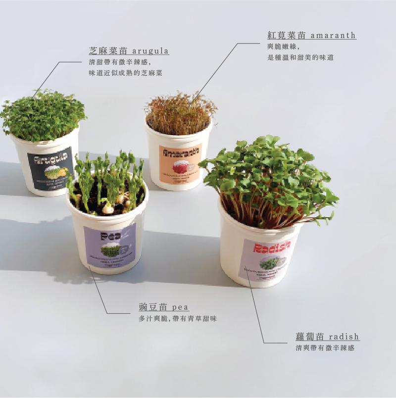 Microgreens Grow Cup Arugula