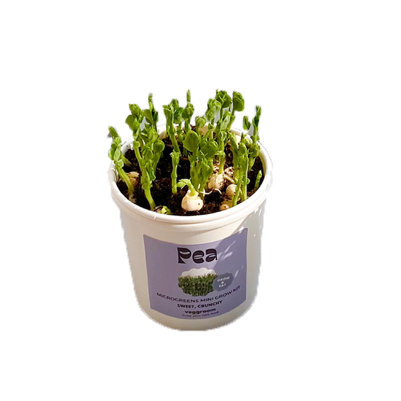 Microgreens Grow Cup Pea
