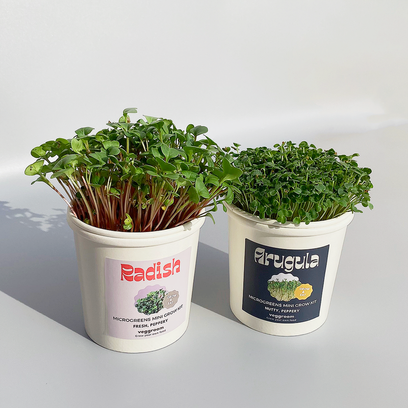 Microgreens Grow Cup Pea