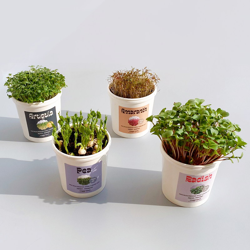 Microgreens Grow Cup Pea