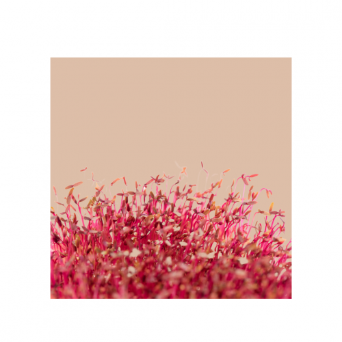 Microgreens Grow Cup Pea