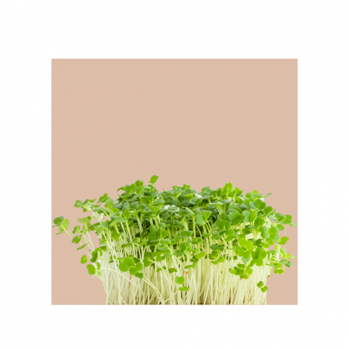 Microgreens Grow Cup Pea
