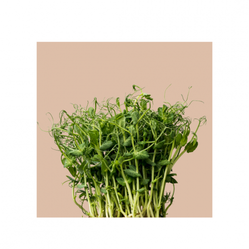 Microgreens Grow Cup Pea