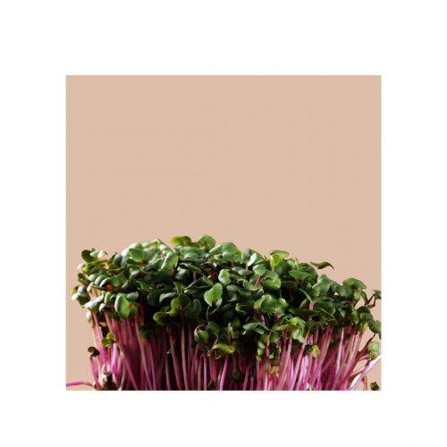 Microgreens Grow Cup Pea