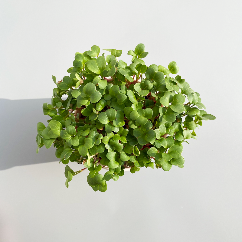 Microgreens Grow Cup Pea