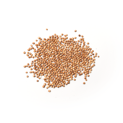 SP41 Coriander Seed Belaria - Slowood