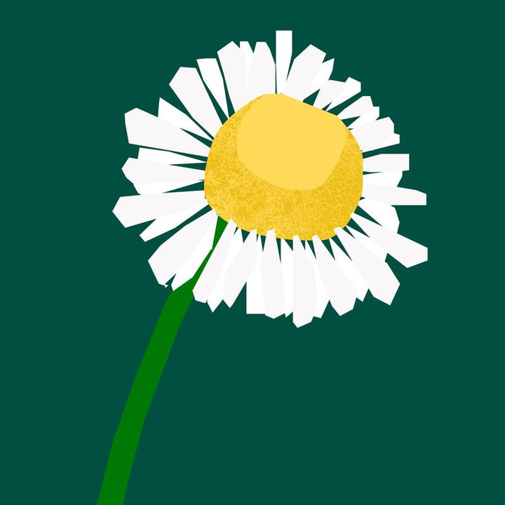 Chamomile Essential Oil 5ml - Slowood