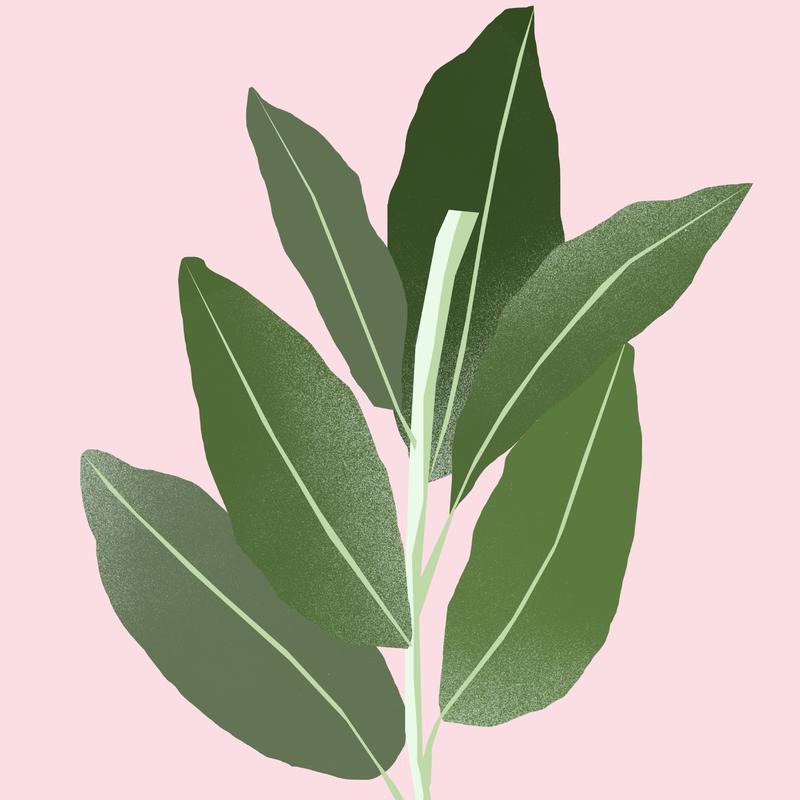 Clary Sage Essential Oil 12ml - Slowood