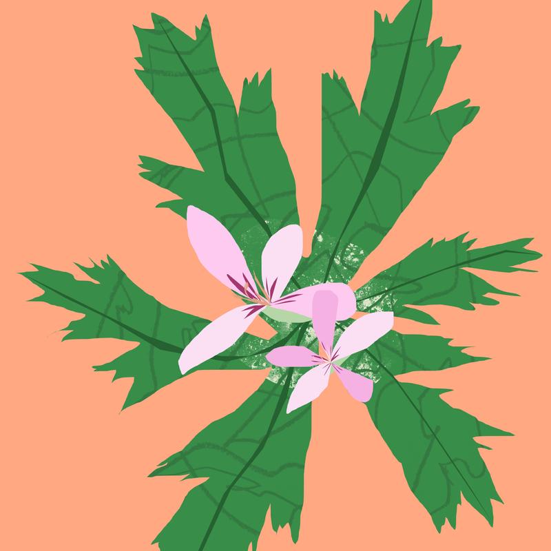 Organic Geranium Essential Oil 12ml - Slowood