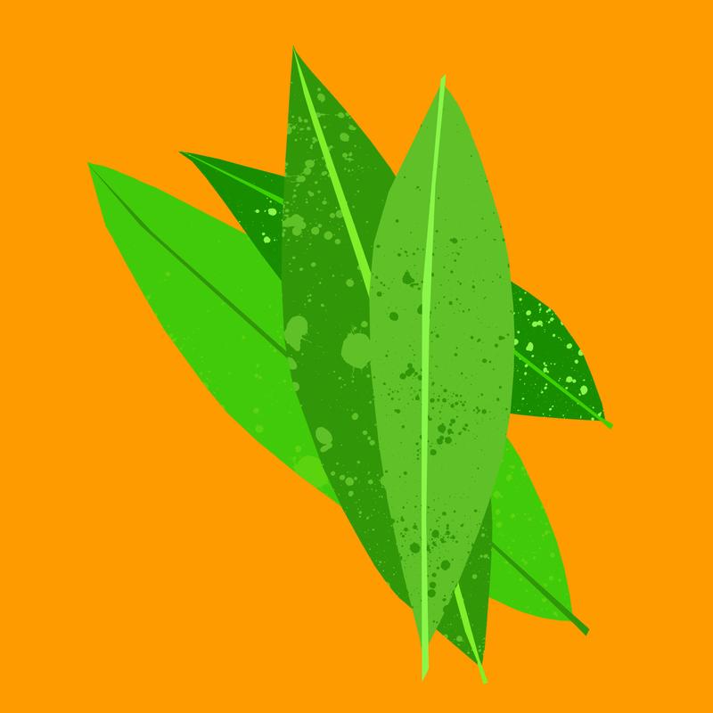 Organic Petitgrain Oil 12ml - Slowood