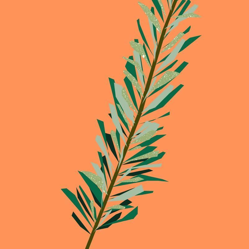 Organic Rosemary Essential Oil 12ml - Slowood